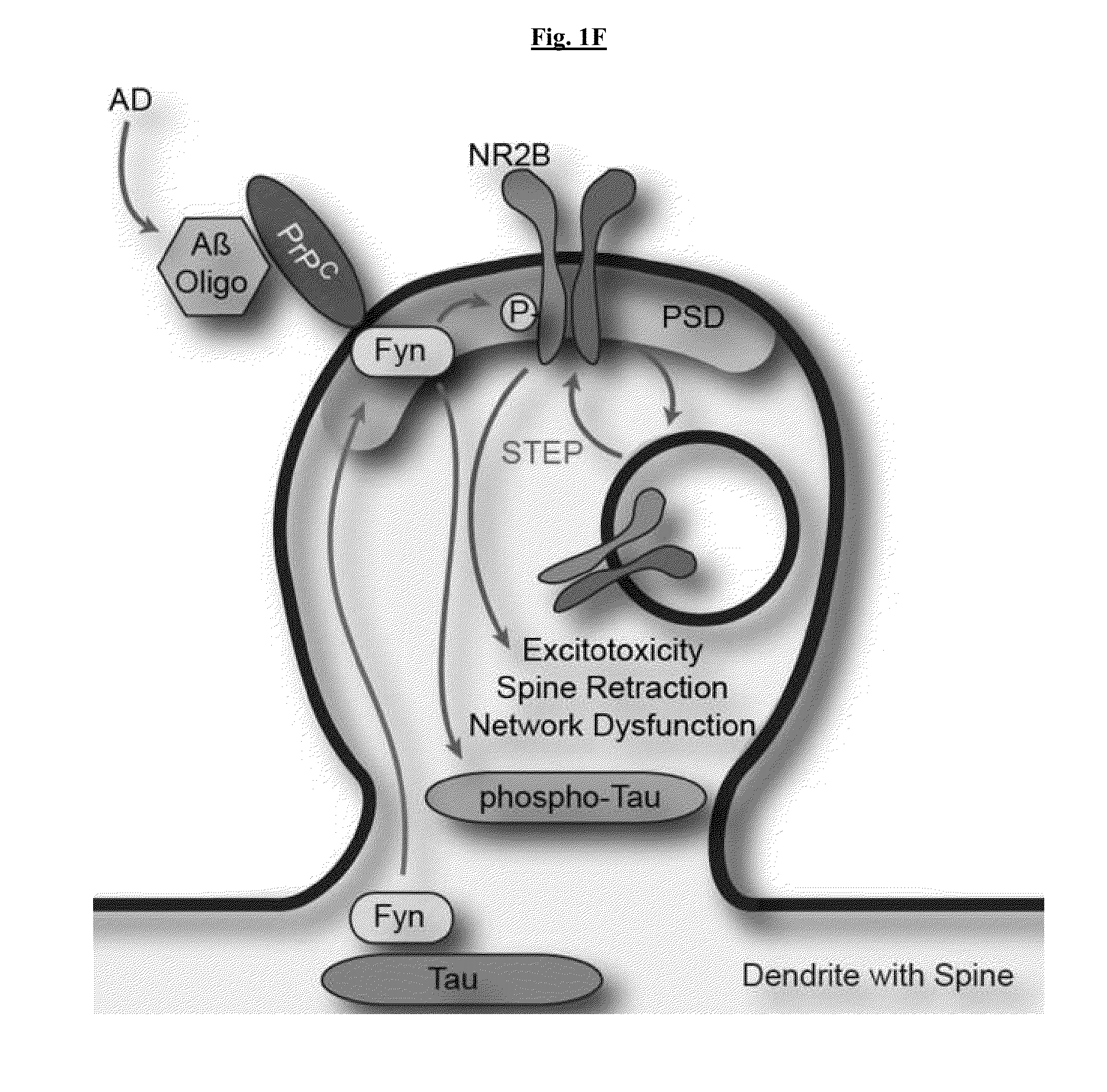 Compositions and methods for treating a -modulated disease or disorder or improving cognition in a subject