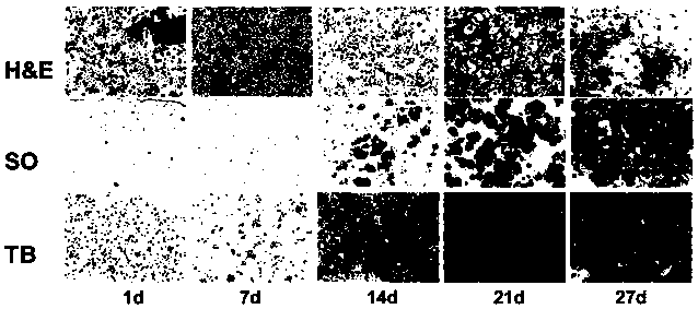 Preparation method and application of cartilage-inducing matrix material