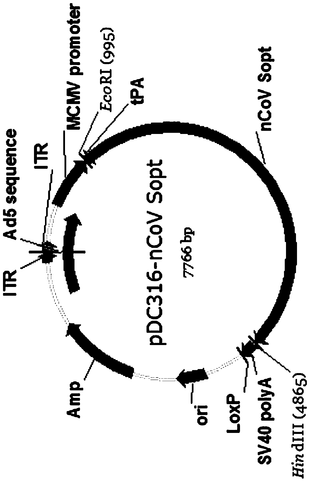 Recombinant SARS-CoV-2 vaccine using human replication-defective adenovirus as vector