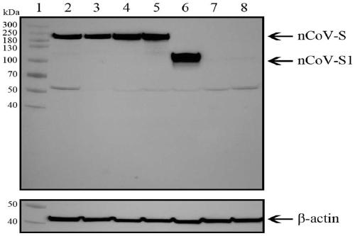 Recombinant SARS-CoV-2 vaccine using human replication-defective adenovirus as vector