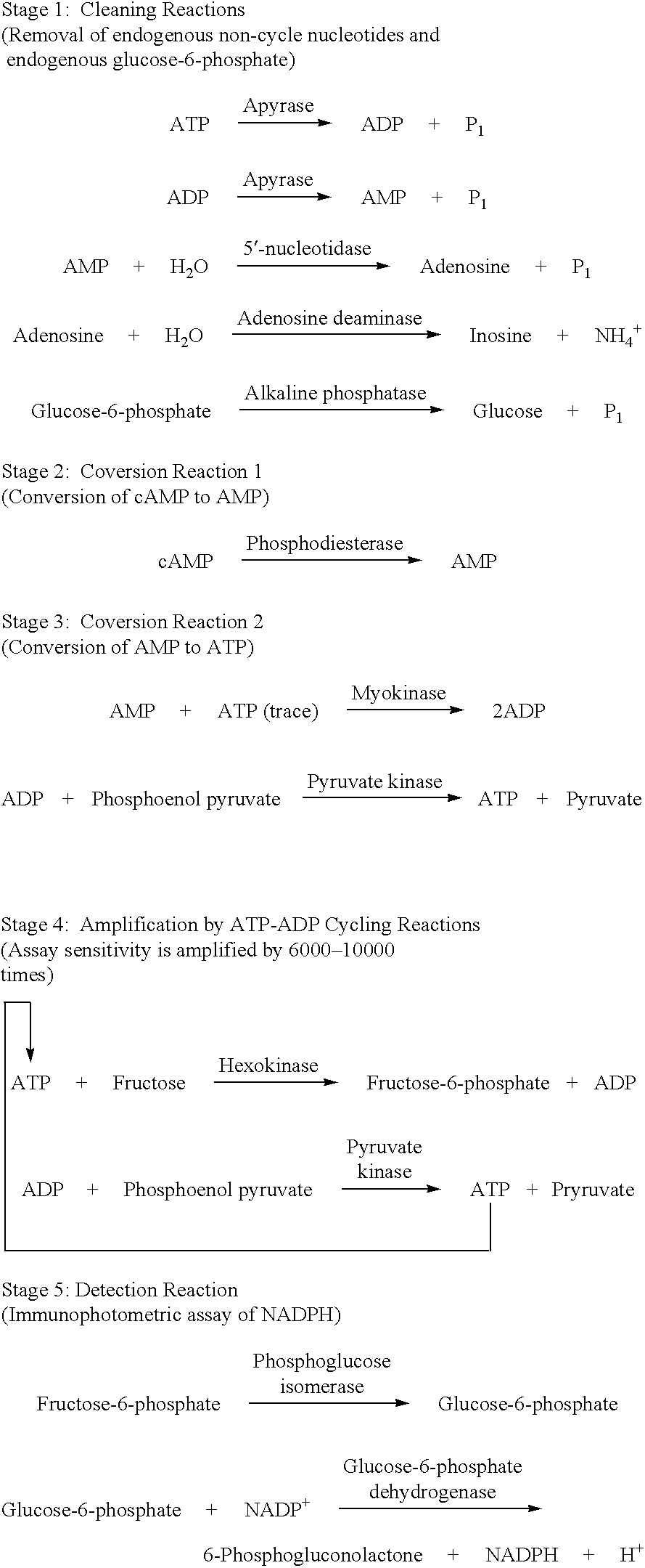 Enzymatic fluorimetric assay of camp and adenylate cyclase