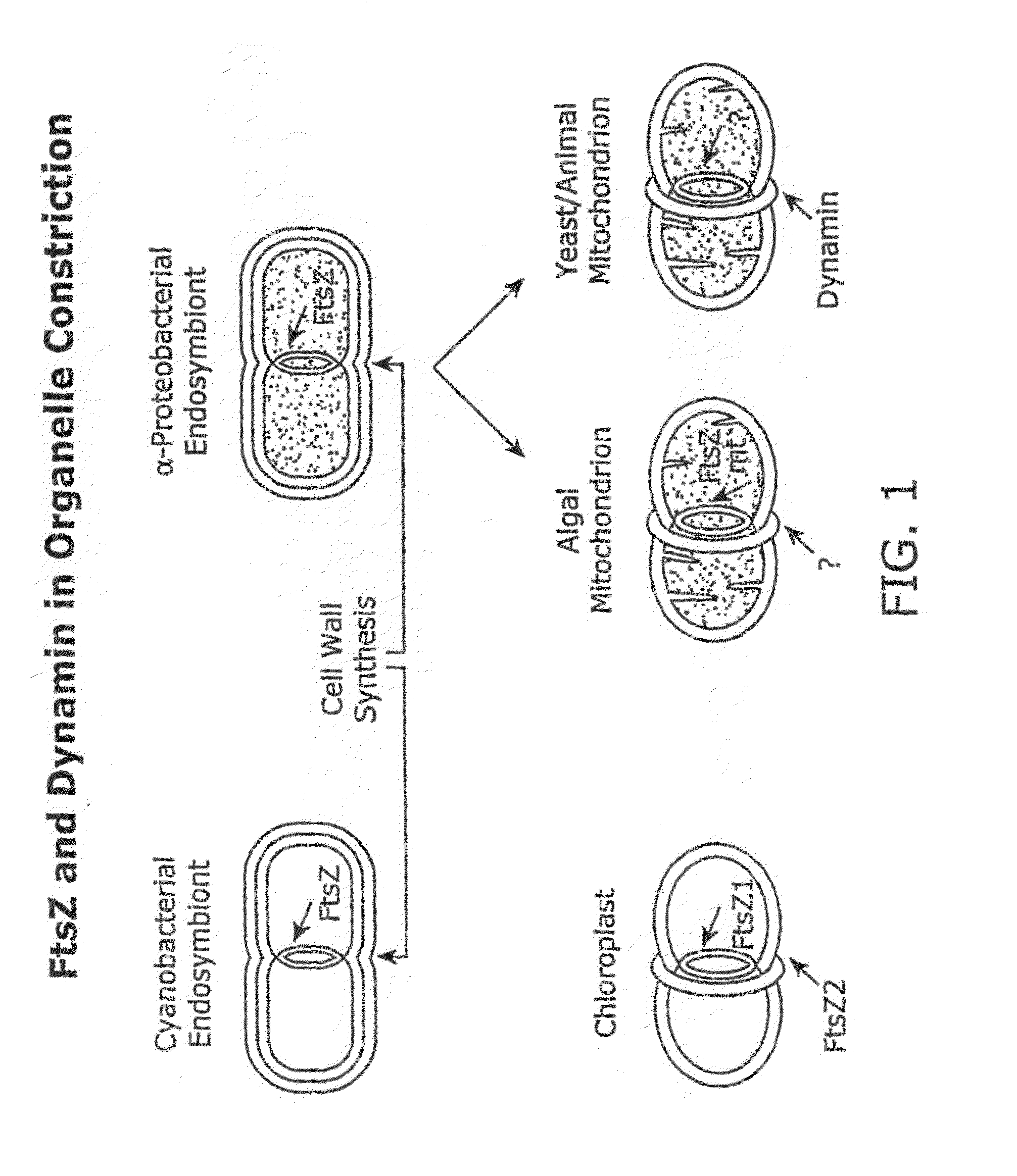 Compound combinations for inhibiting cell division and methods for their identification and use