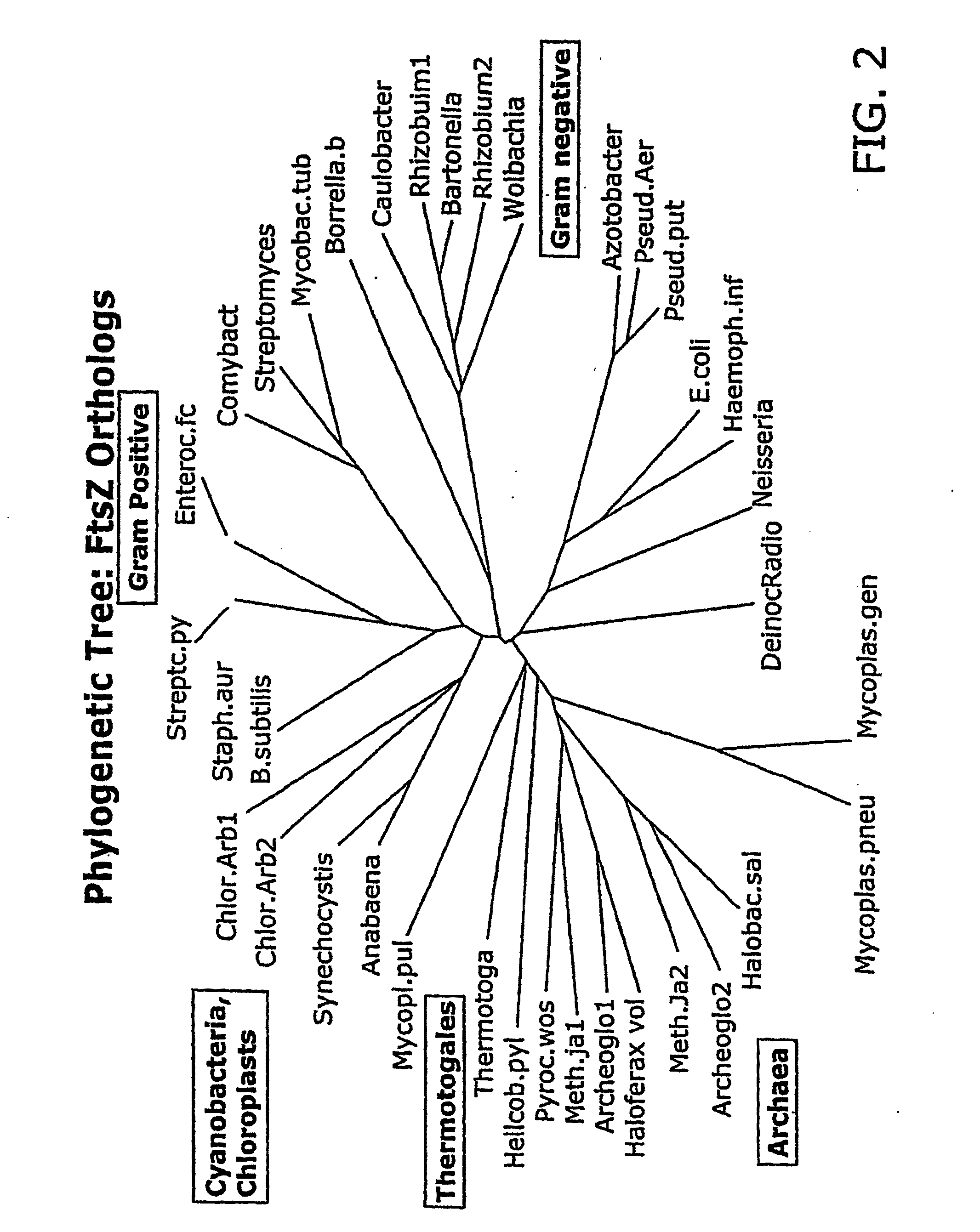 Compound combinations for inhibiting cell division and methods for their identification and use