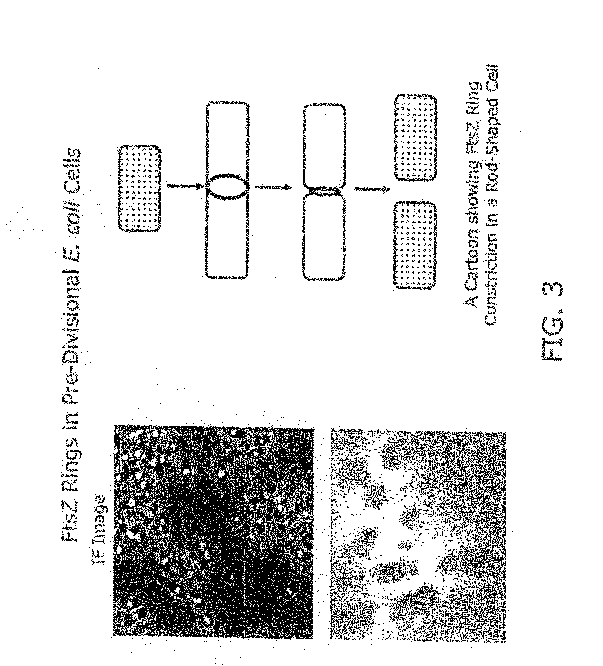 Compound combinations for inhibiting cell division and methods for their identification and use