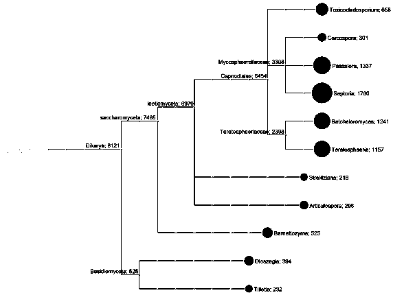 Ribosomal RNA sequence of pathogenic bacterium Septoria sp of oak abnormally withered disease and application thereof