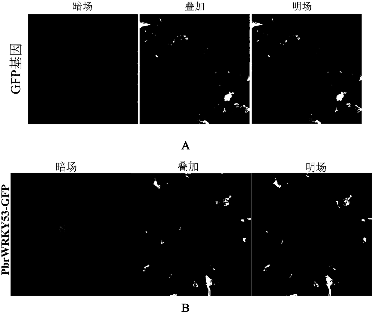 Pear drought induction transcription factor PbrWRKY53 and application thereof in aspect of increasing drought resistance of plant