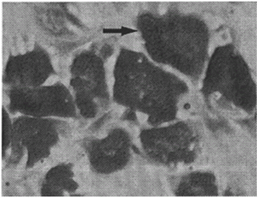 Mesenchymal stem cell differentiation induction liquid and method for inducing mesenchymal stem cell to adipose cells