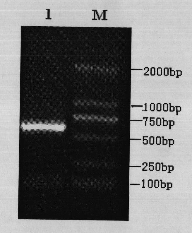 Chicken infectious laryngotracheitis bivalent nucleic acid vaccine and preparation method thereof