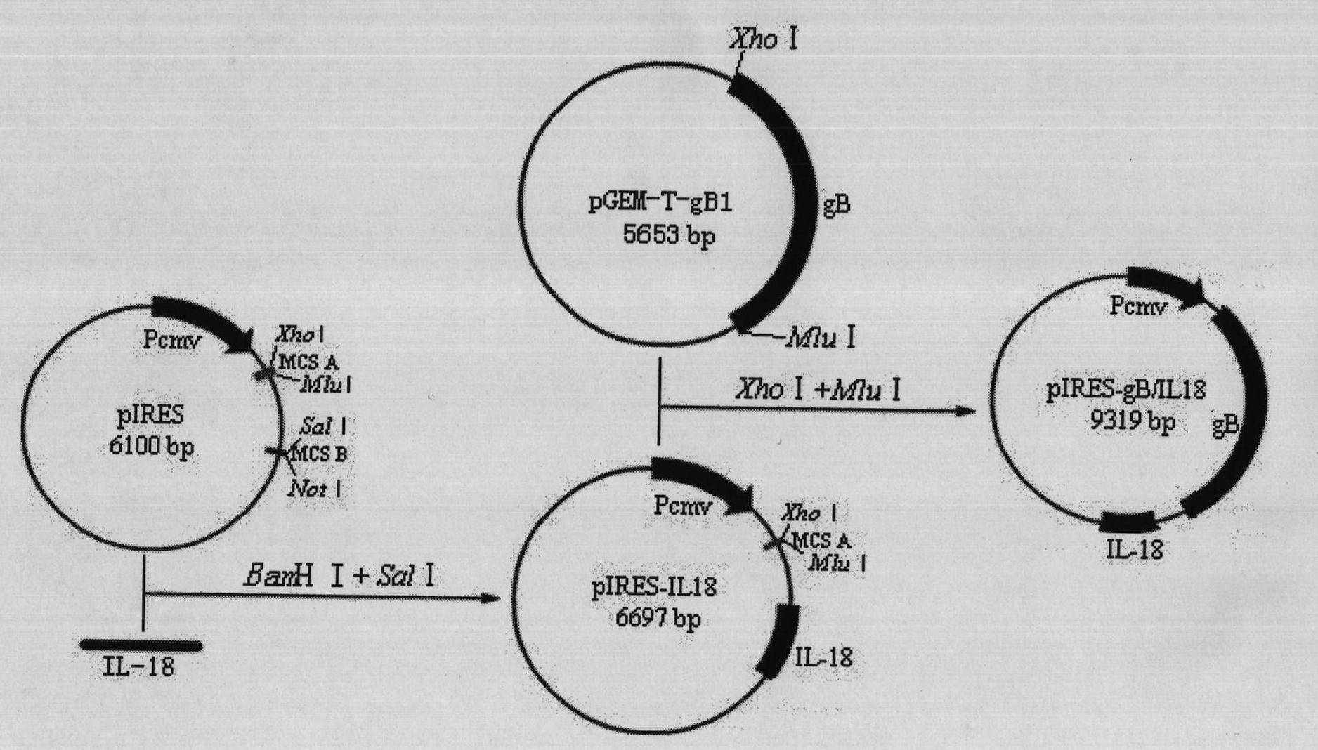 Chicken infectious laryngotracheitis bivalent nucleic acid vaccine and preparation method thereof