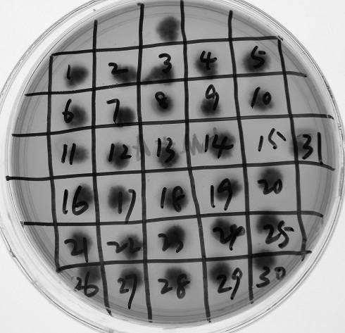 Fast plate method for screening of methionine producing bacteria