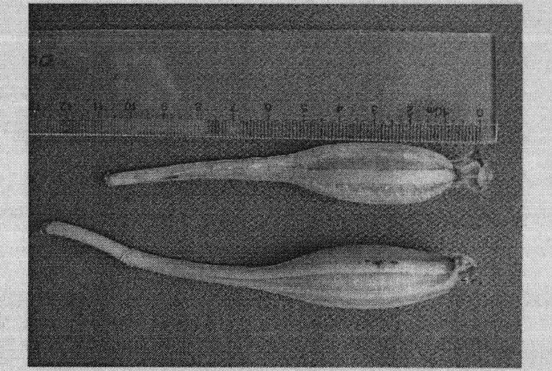 Method for hybridizing cymbidium goeringii, aseptically sowing seeds and raising seedlings