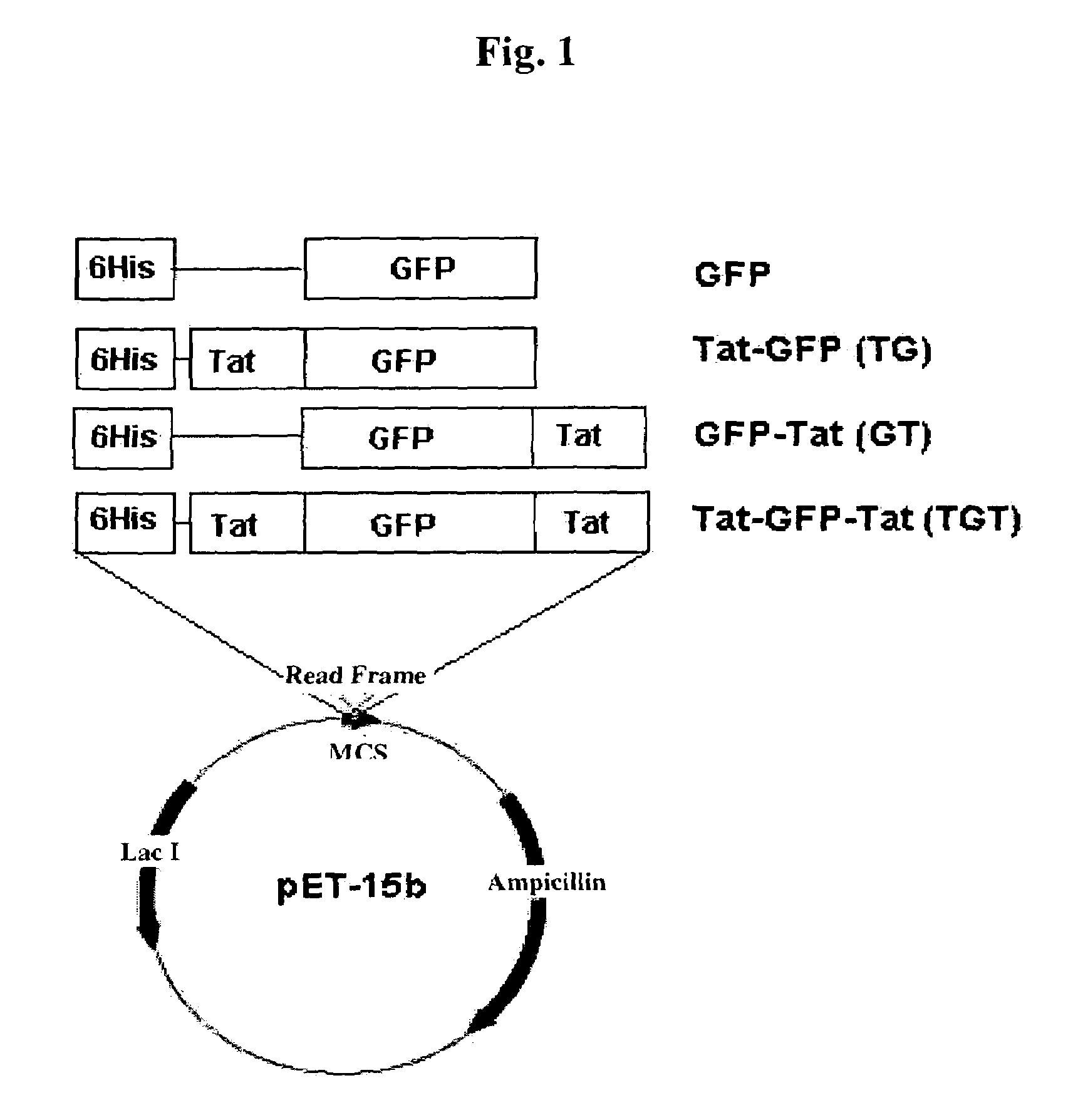 Advanced cell-transducing transport domain-target protein-transport domain fusion protein and uses thereof