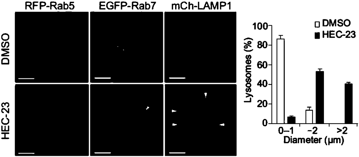 Application of natural micromolecule HEC-23 to preparation of medicine for promoting lysosome mediated cell death