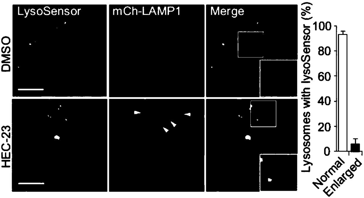 Application of natural micromolecule HEC-23 to preparation of medicine for promoting lysosome mediated cell death