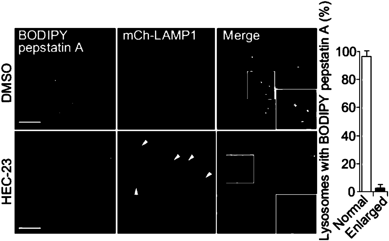 Application of natural micromolecule HEC-23 to preparation of medicine for promoting lysosome mediated cell death