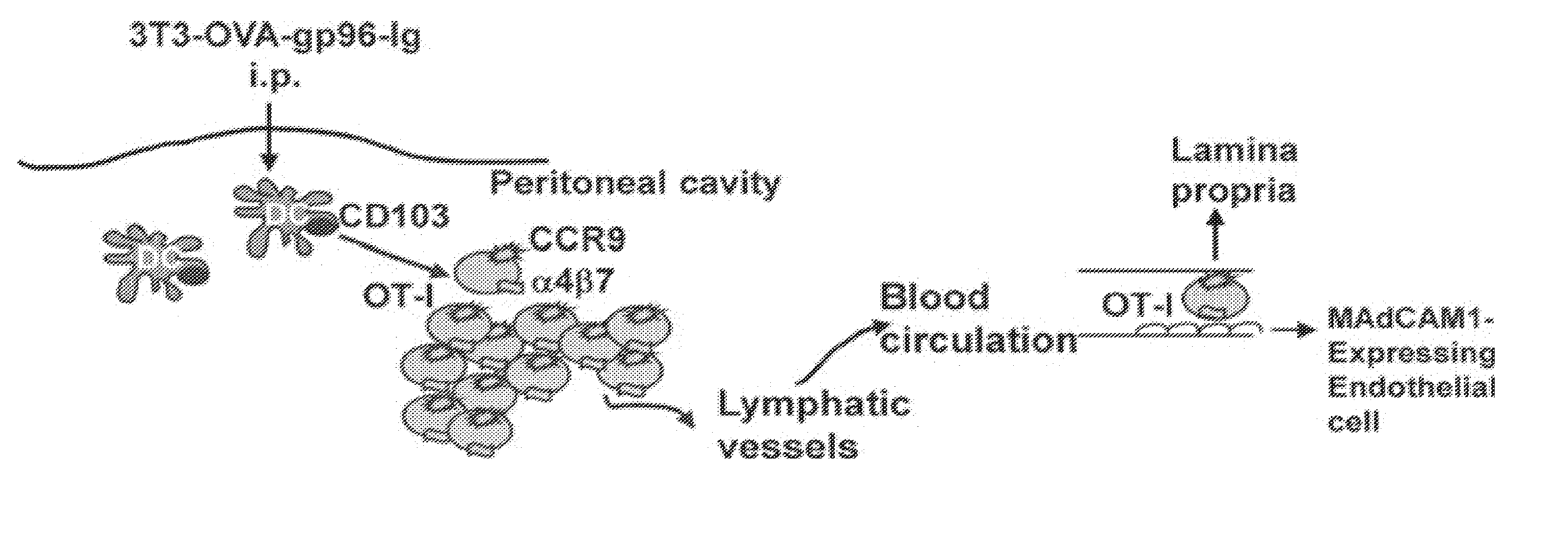 Hiv/siv vaccines for the generation of mucosal and systemic immunity