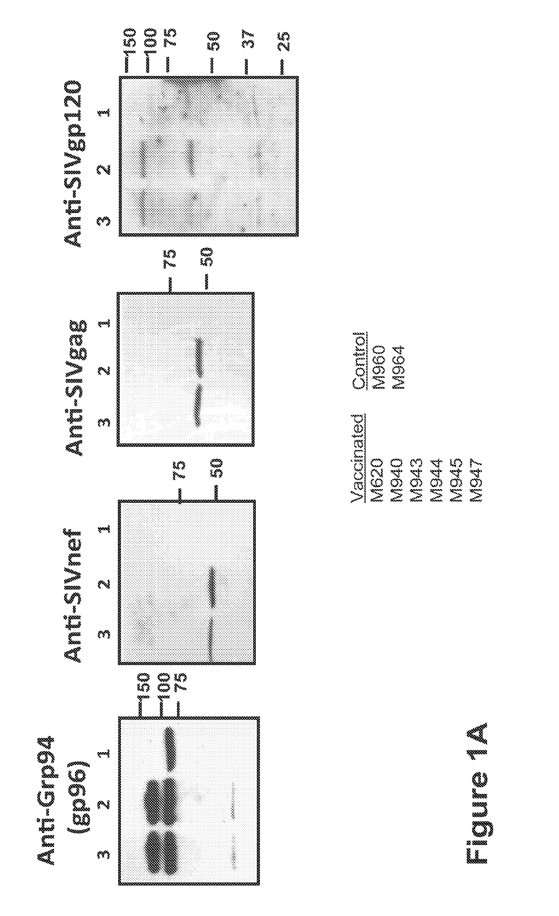 Hiv/siv vaccines for the generation of mucosal and systemic immunity