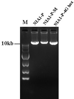 tobacco nitrate reductase  <i>nia1</i> Promoter, its expression vector and its application