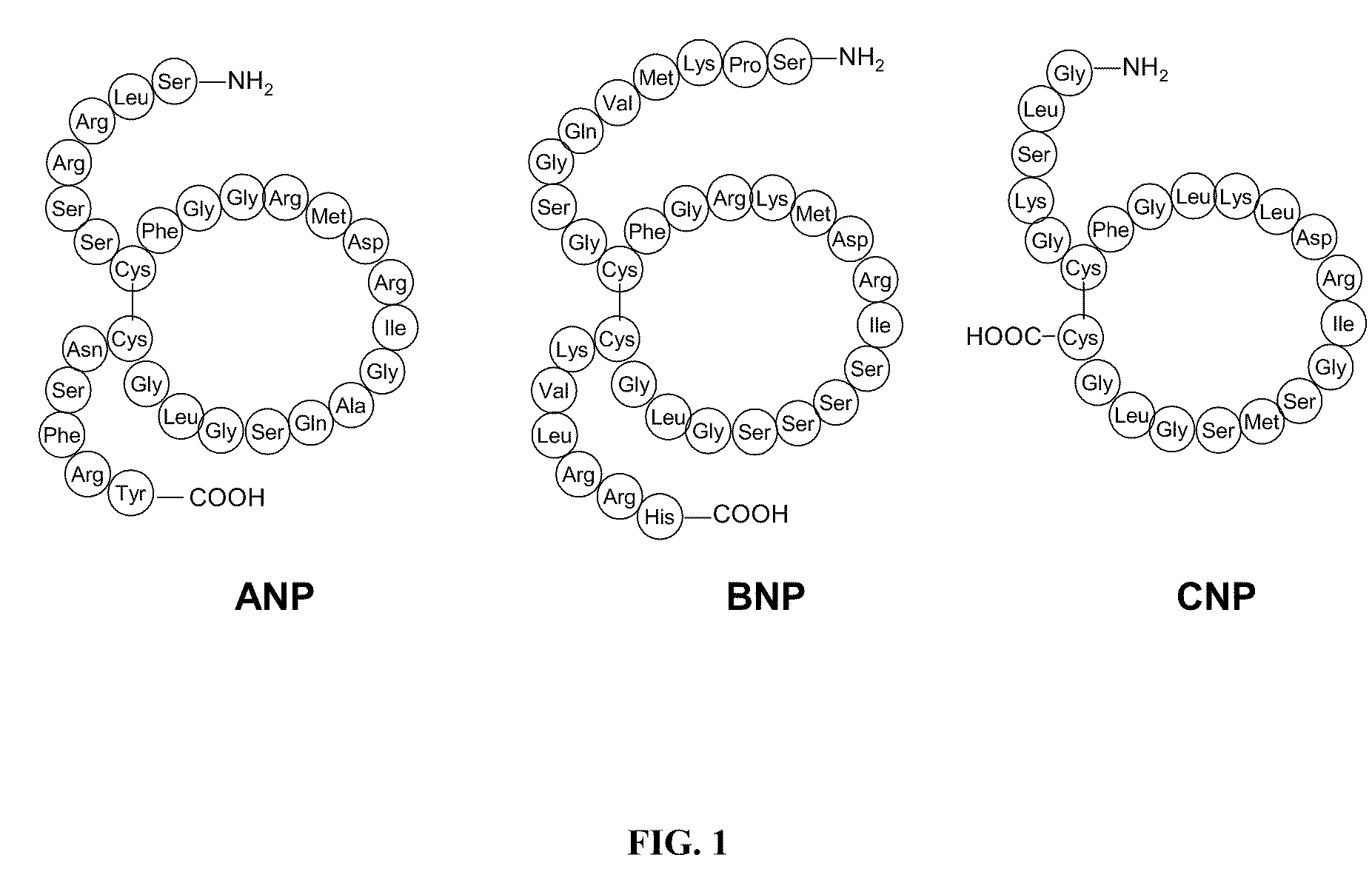 Novel npr-b agonists