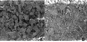 Transgenic method of agrobacterium-mediated rape field