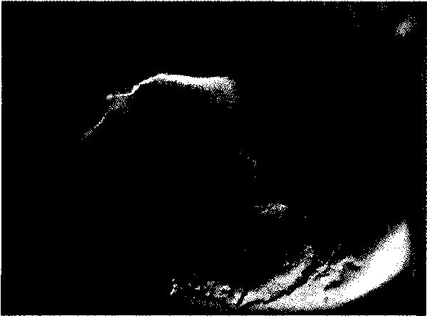 Construction method for dry eye model in vitro