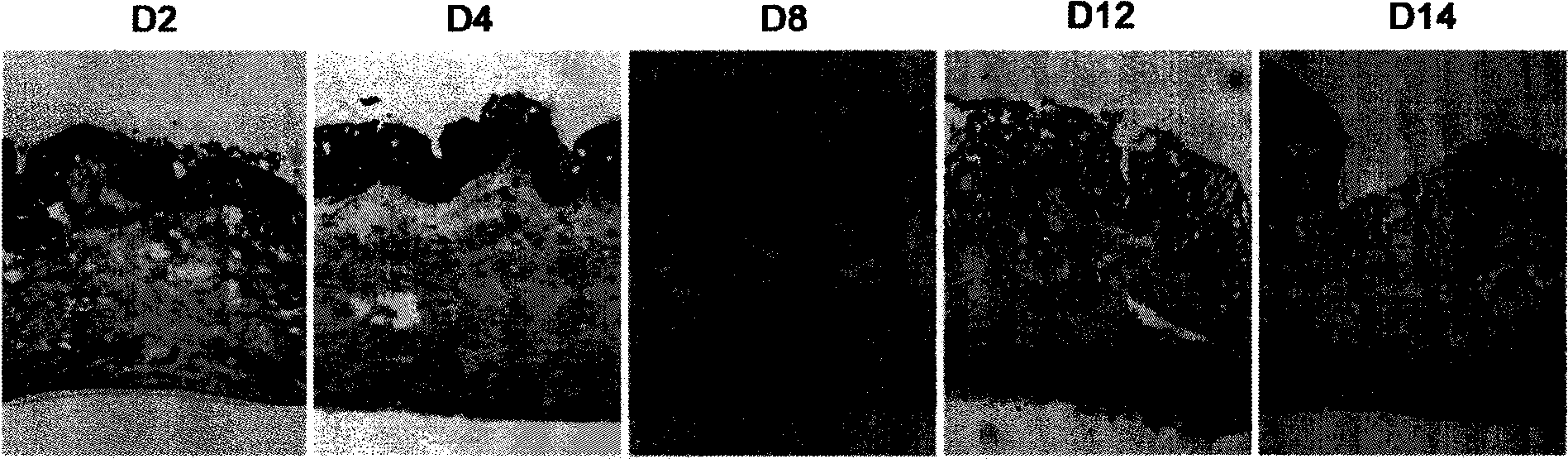 Construction method for dry eye model in vitro