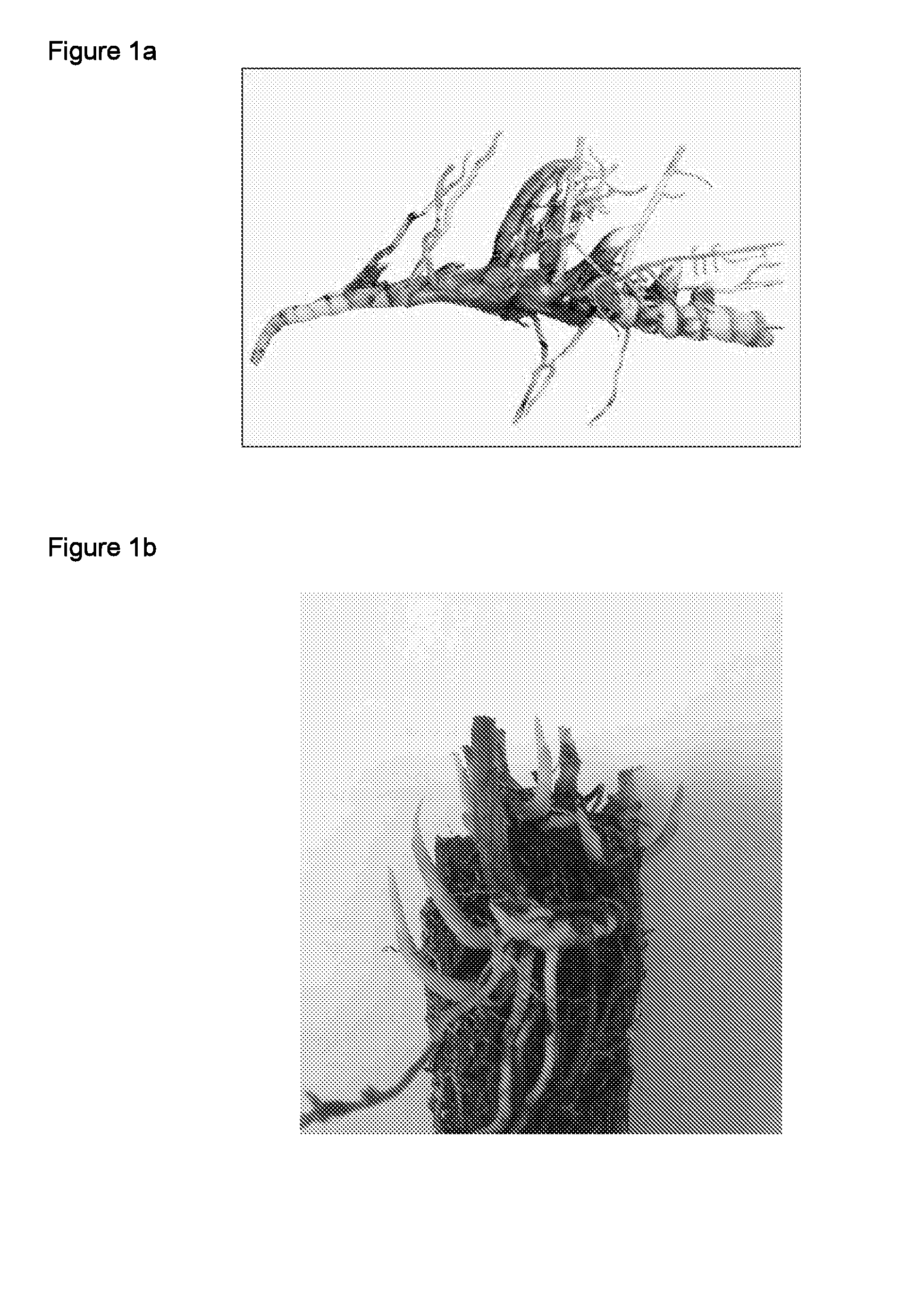 Plant Propagation