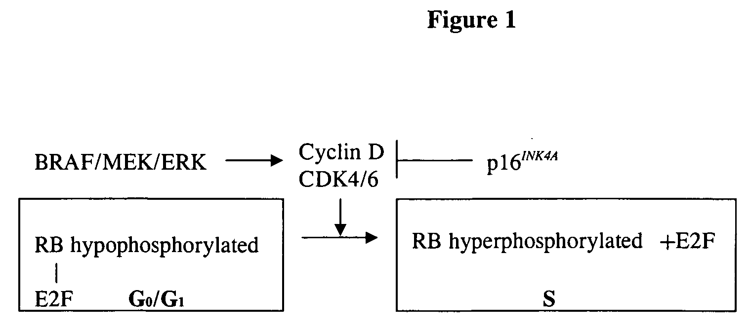 Treatment of cancer by simultaneous inhibiton of BRAF and restoration or mimicry of p16INK4A activity