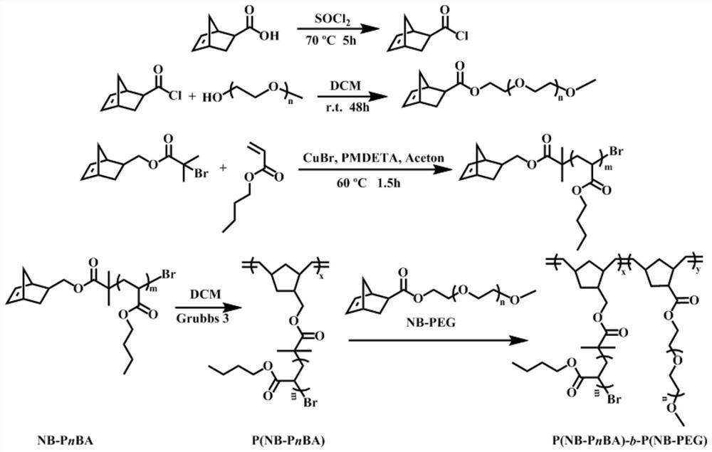 Self-assembly of brush-shaped block polymer containing PEG segments as well as synthesis method and application of self-assembly