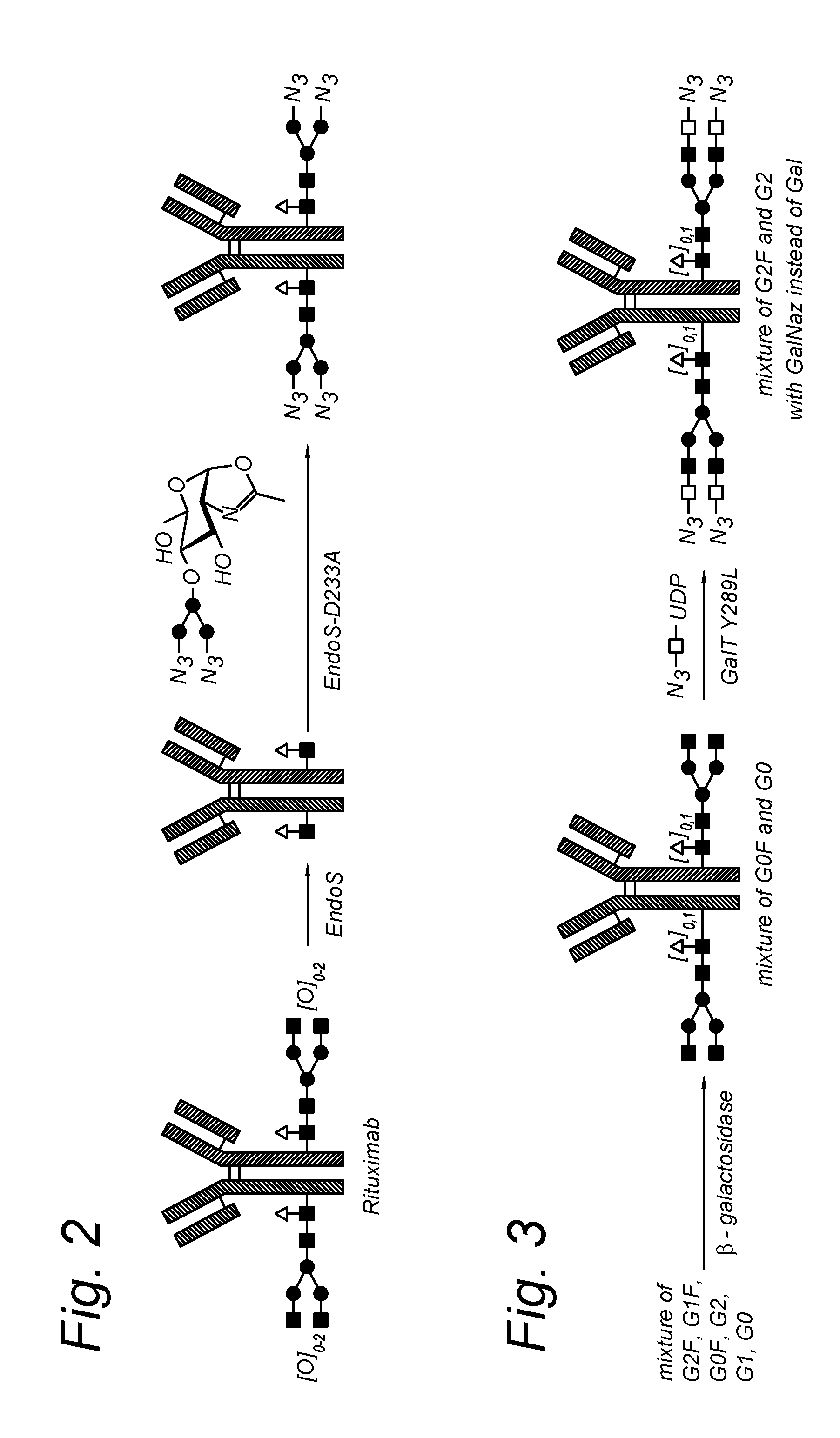 Modified antibody, antibody-conjugate and process for the preparation thereof