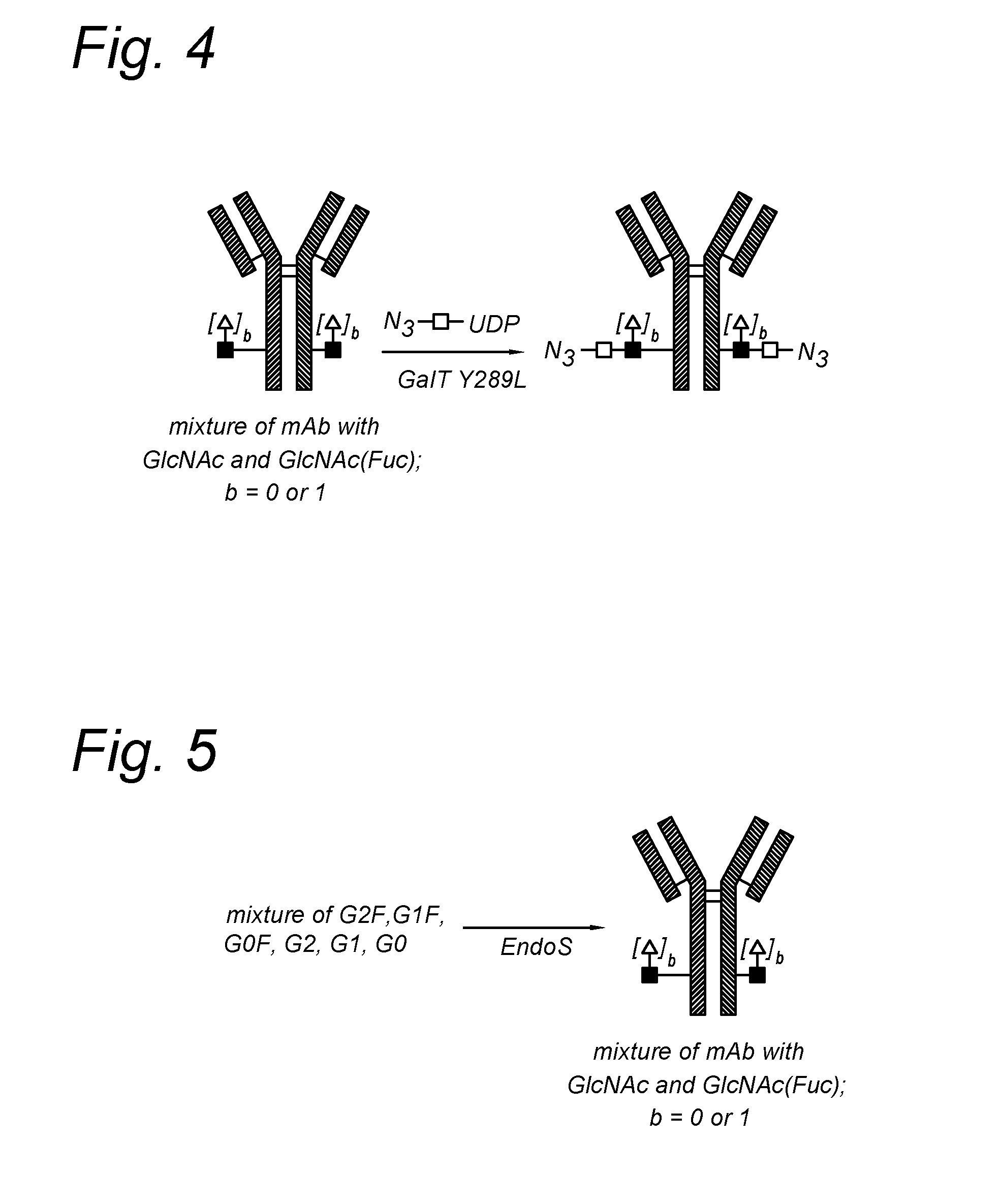 Modified antibody, antibody-conjugate and process for the preparation thereof