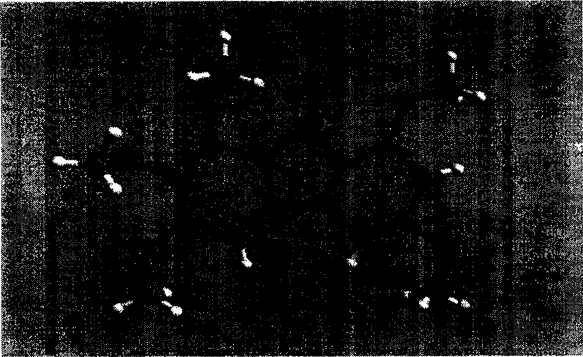 Compound 2,3,4,6,8-pentamethoxyl-dibenzofuran and its use