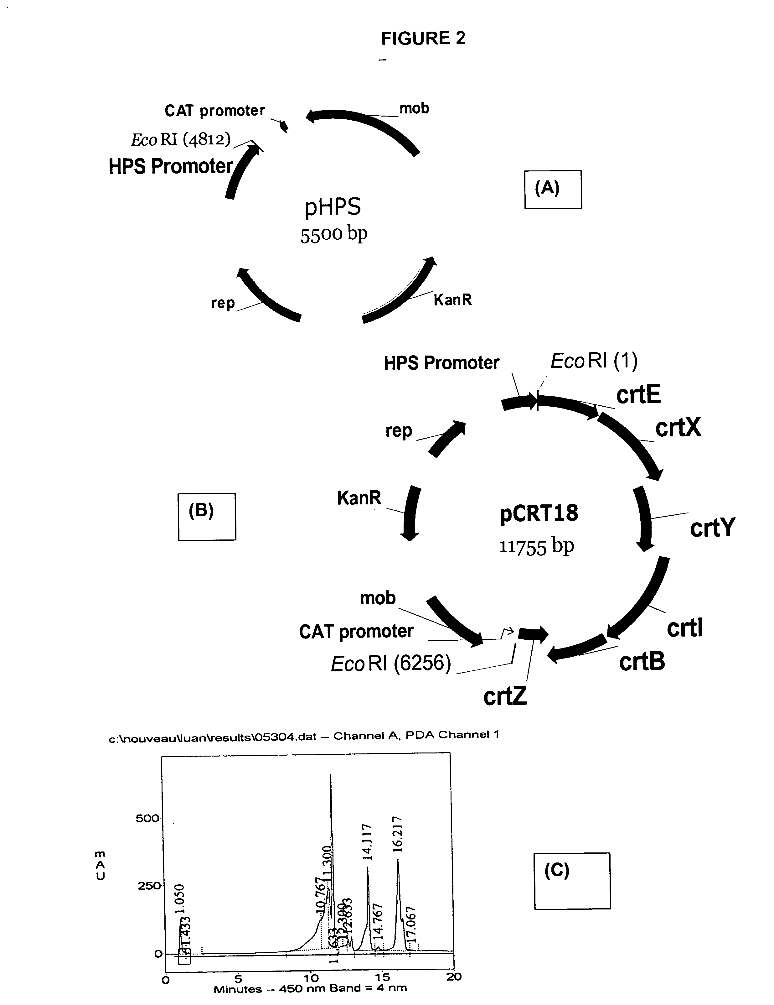 Natural promoters for gene expression in C1 metabolizing bacteria