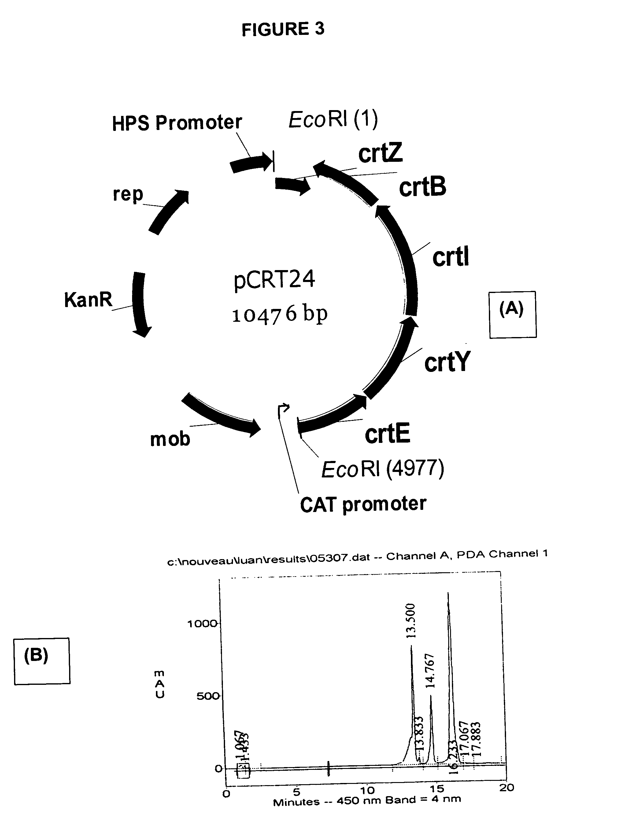 Natural promoters for gene expression in C1 metabolizing bacteria