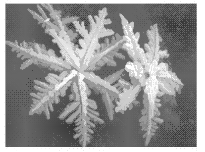 Silver powder for printing size for solar cell electrodes and preparation process thereof