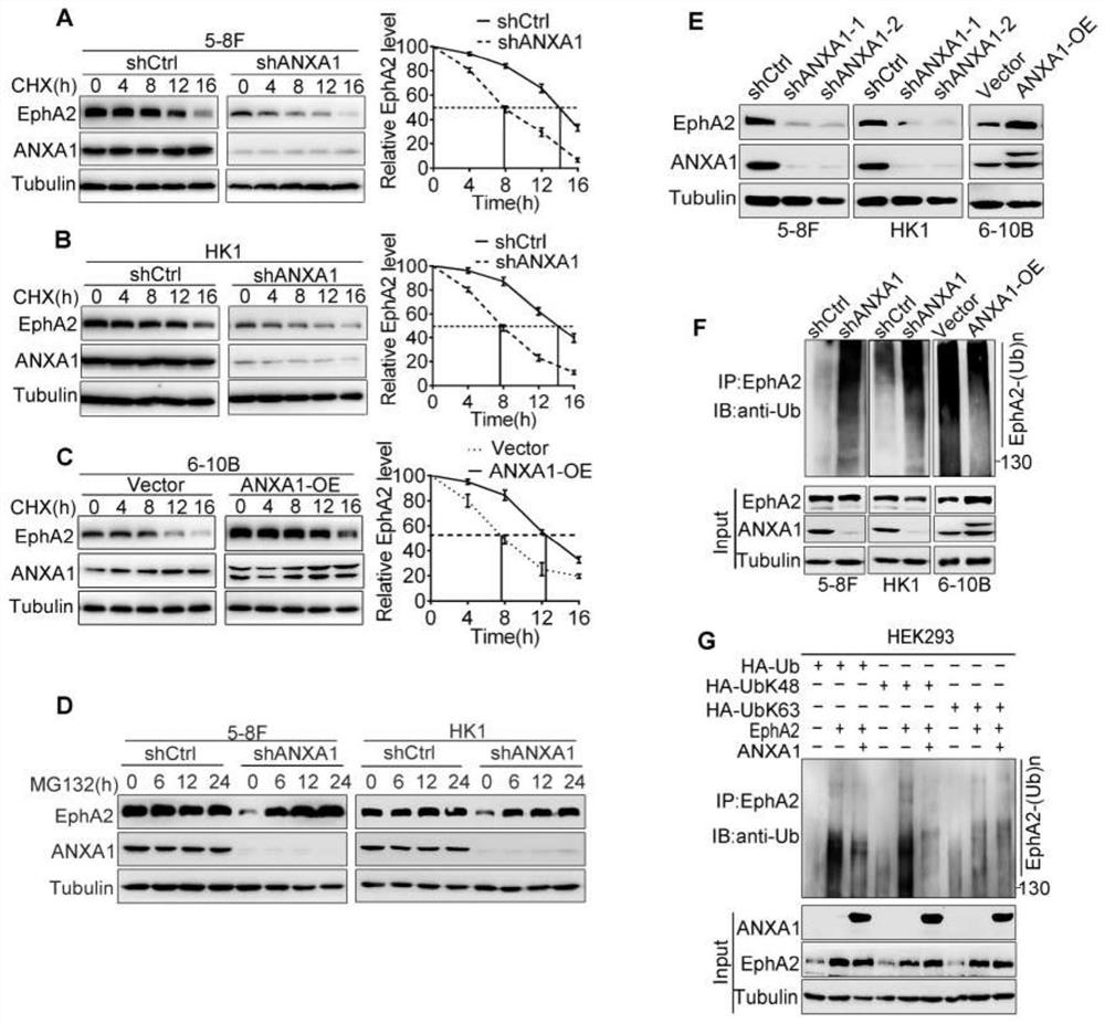 anxa1 derived polypeptide and its application