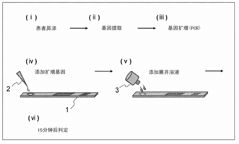 Reagent composition for nucleic acid chromatography or immunochromatography, method for measurement by nucleic acid chromatography or immunochromatography, and kit for measurement by nucleic acid chromatography or immunochromatography