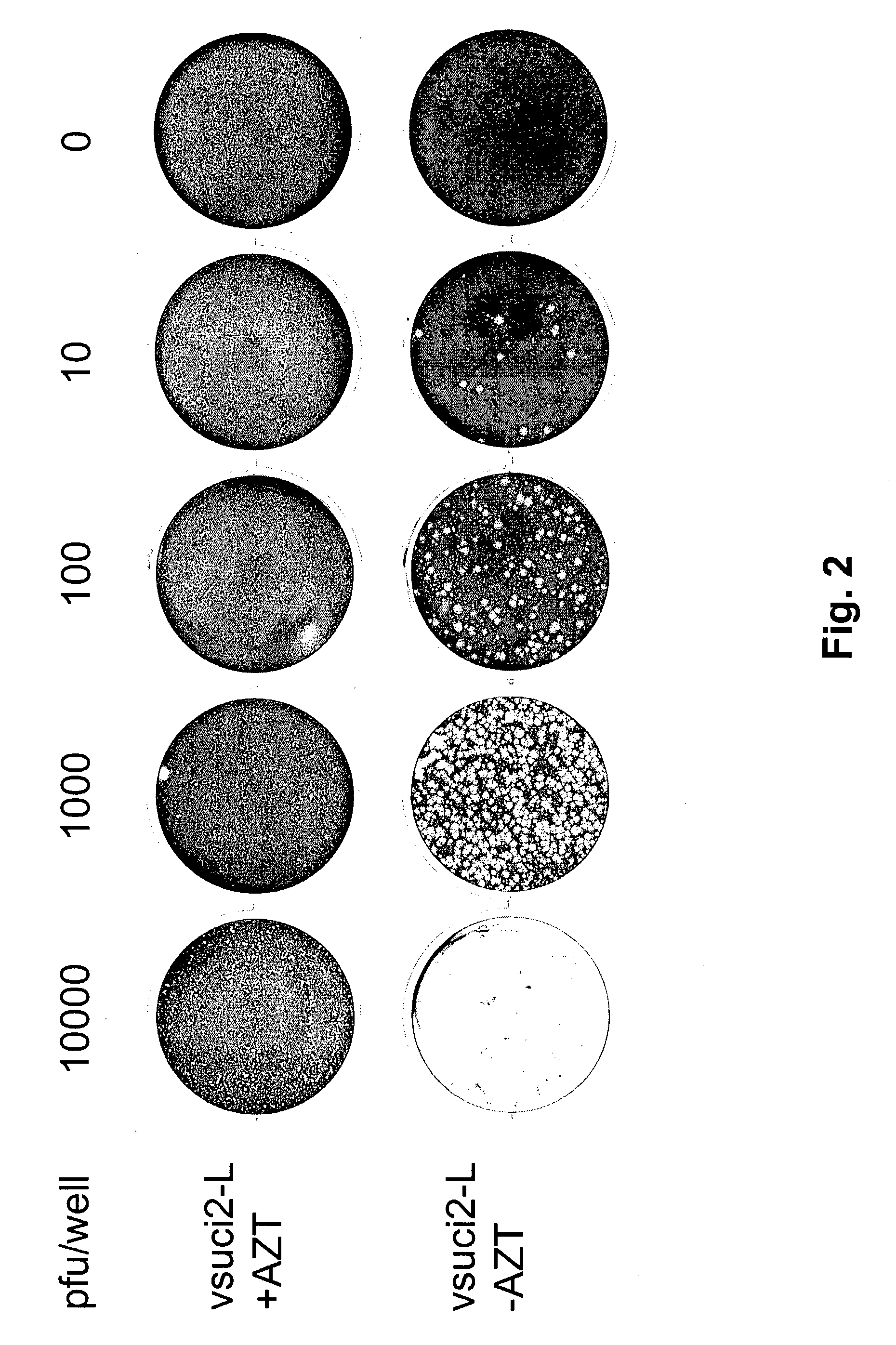 Modified poxviruses, including modified smallpox virus vaccine based on recombinant drug-sensitive vaccinia virus, and new selection methods