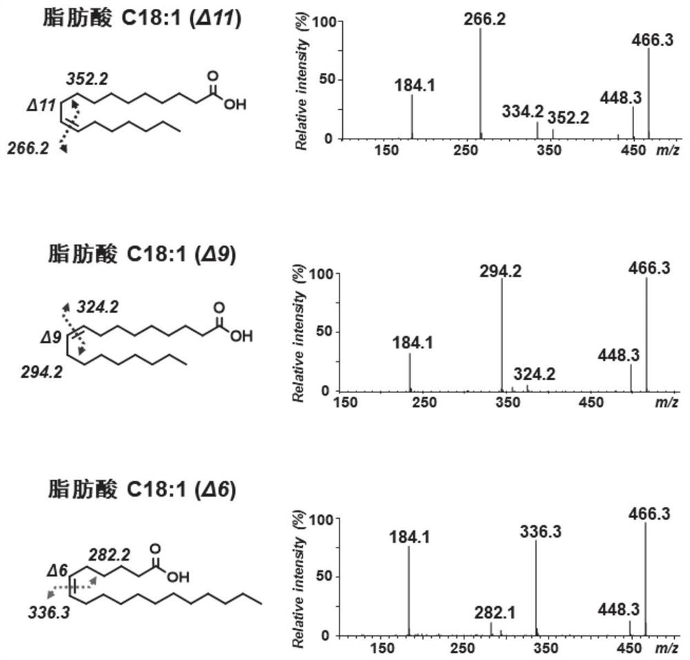 Lipid carbon-carbon double bond isomer mass spectrum imaging method based on visible light catalysis, and application thereof