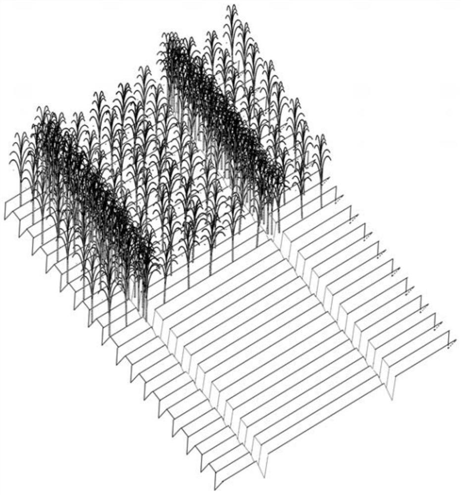 A root-wrapping cultivation method for drought resistance and lodging resistance of sugarcane