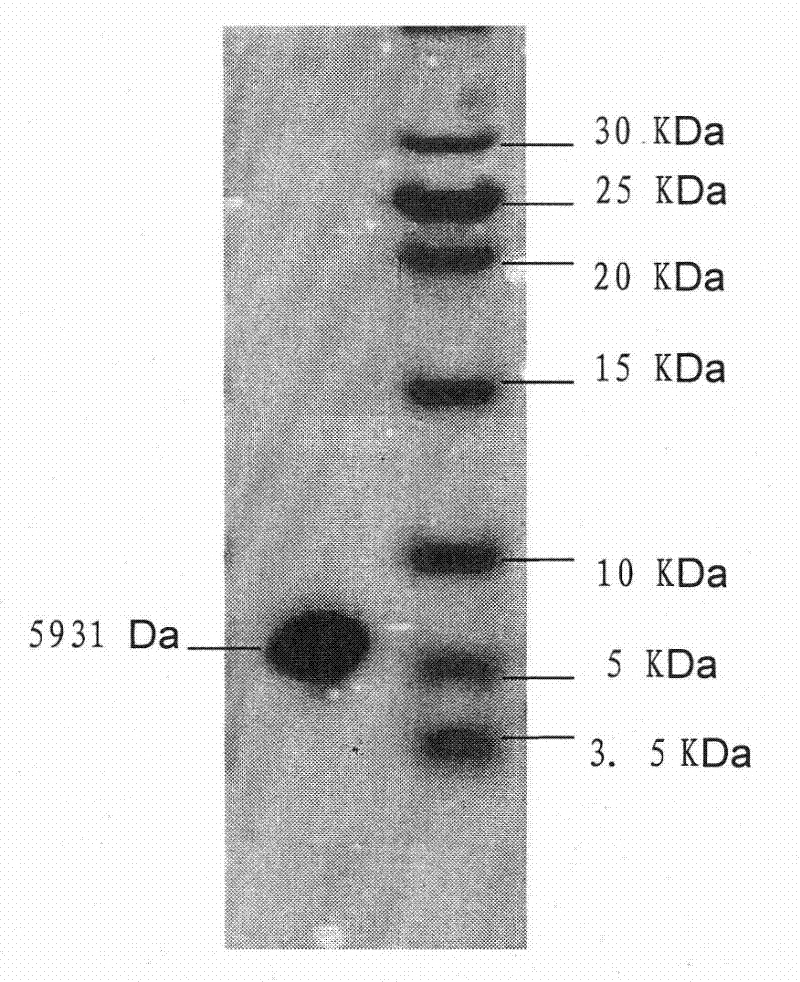 Ciona intestinalis polypeptide and preparation method thereof