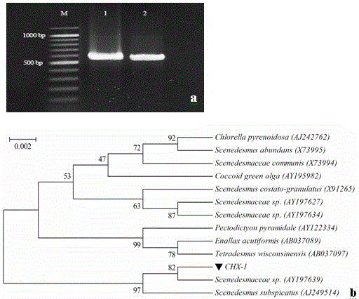 Scenedesmus sp., CHX1 and use thereof