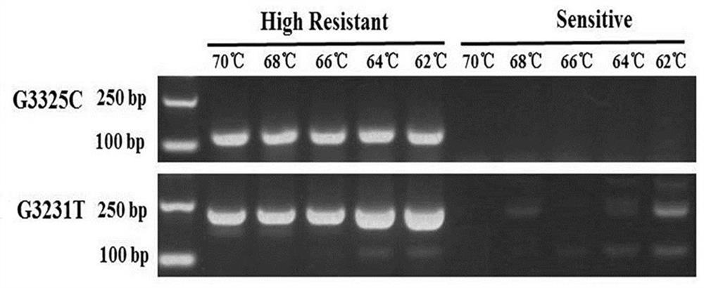 Detection method of Phytophthora nicotianae cellulose synthase q1077h mutation site