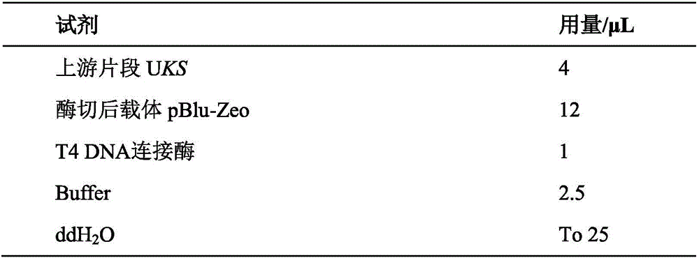 Construction method and application of schizochytrium limacinum engineering bacteria for KS (Beta-ketoacyl Synthase) gene knockout