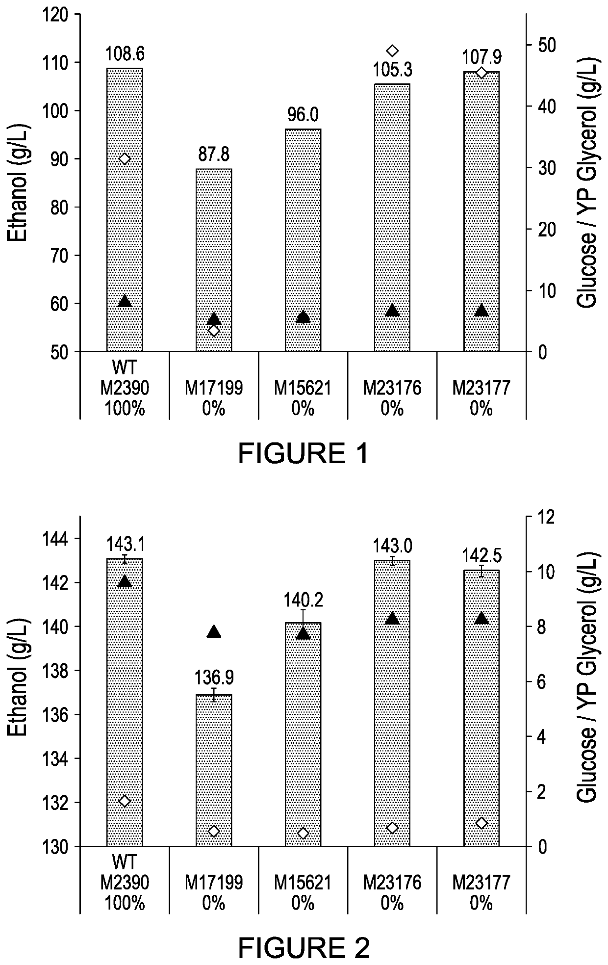 Yeast expressing heterologous glucoamylase