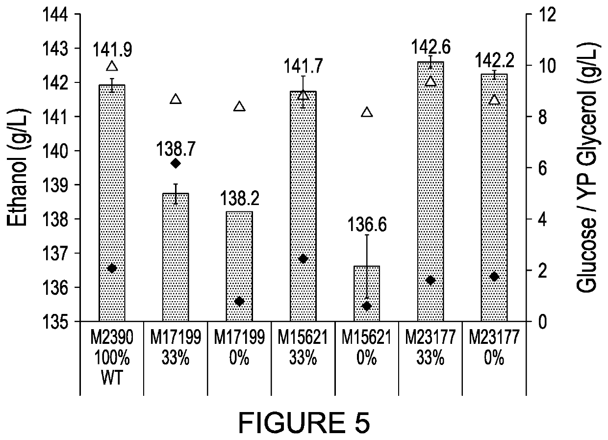 Yeast expressing heterologous glucoamylase