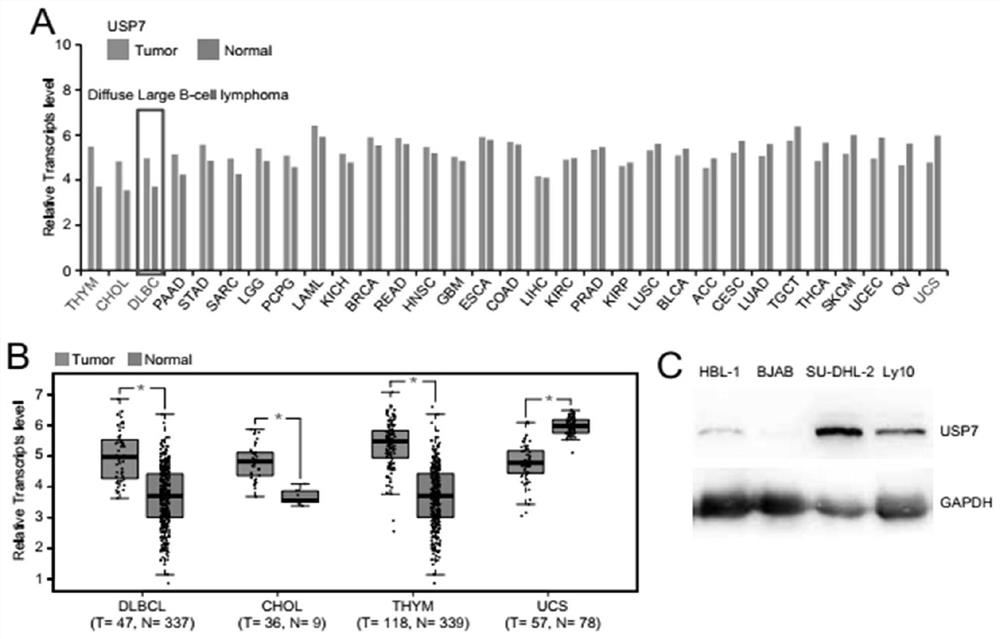 Application of USP7 inhibitor in medicine for treating ABC-DLBCL