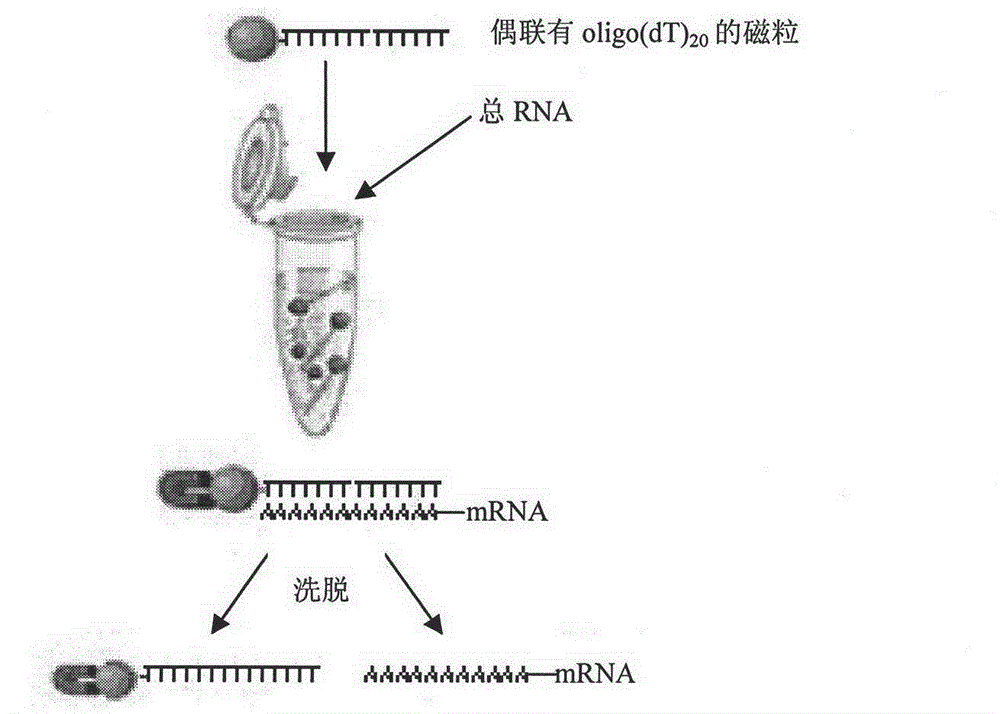 Preparation method of magnetic particle with surface modified isothiocyanato active group