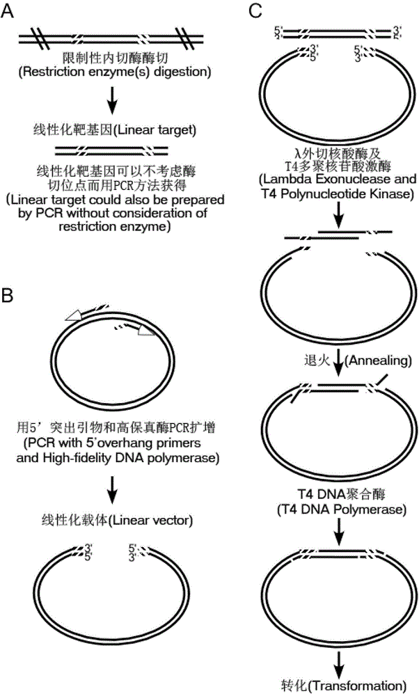 Method for simulating recombination and non-trace cloning