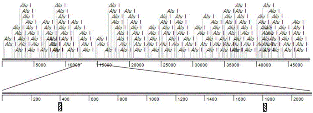 Method for simulating recombination and non-trace cloning